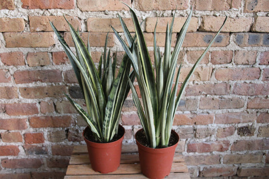 Sansevieria Bantel's Sensation