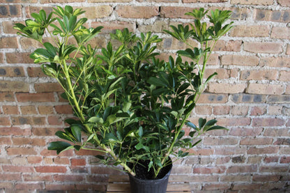 Schefflera Arboricola Gold Capella