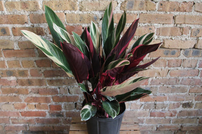 Stromanthe Triostar