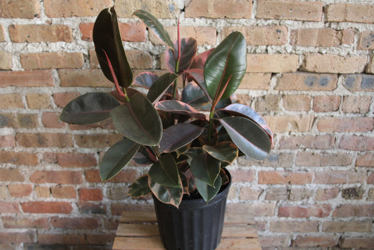 Ficus Elastica Ruby