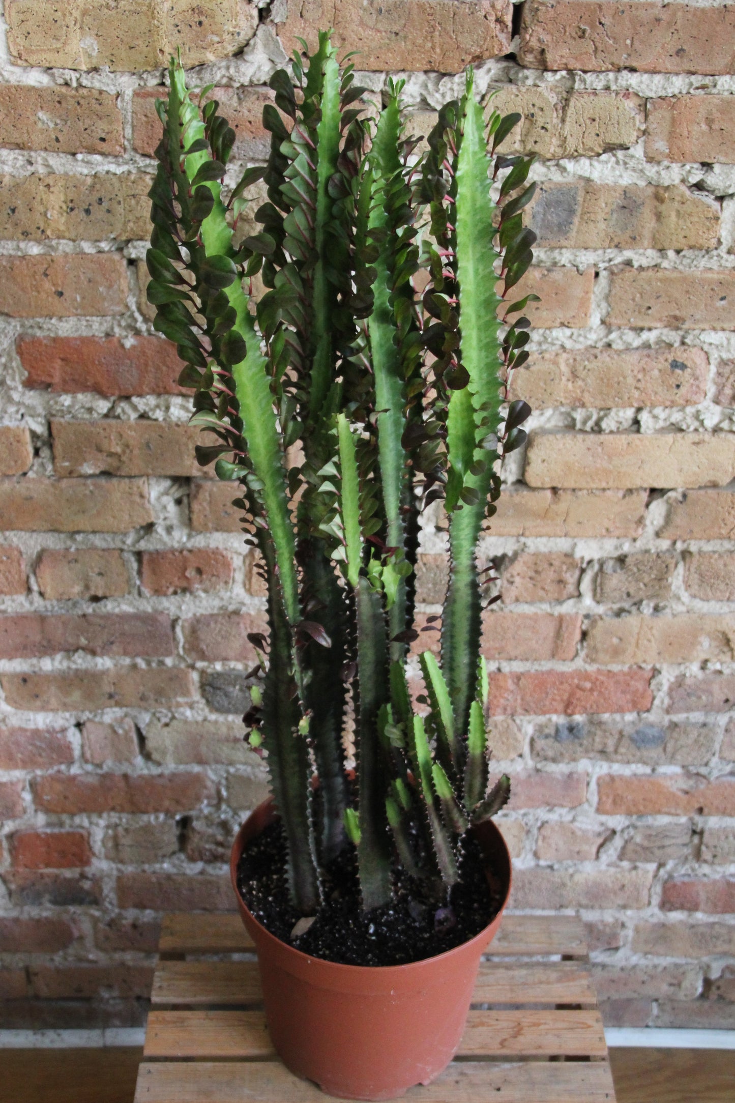 Euphorbia Trigona Cactus