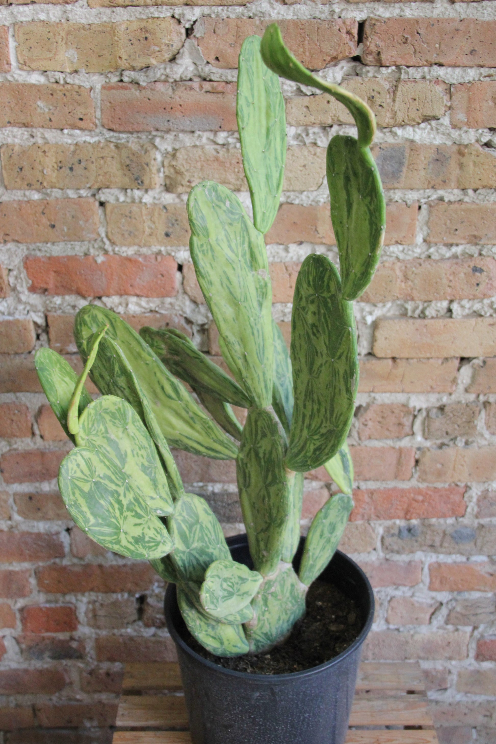 variegated prickly pear cactus Opuntia Cochenillifera 'Prickly Pear' Variegata – Chicago Plants