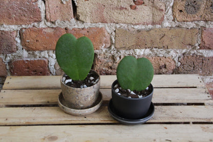 Hoya Kerri