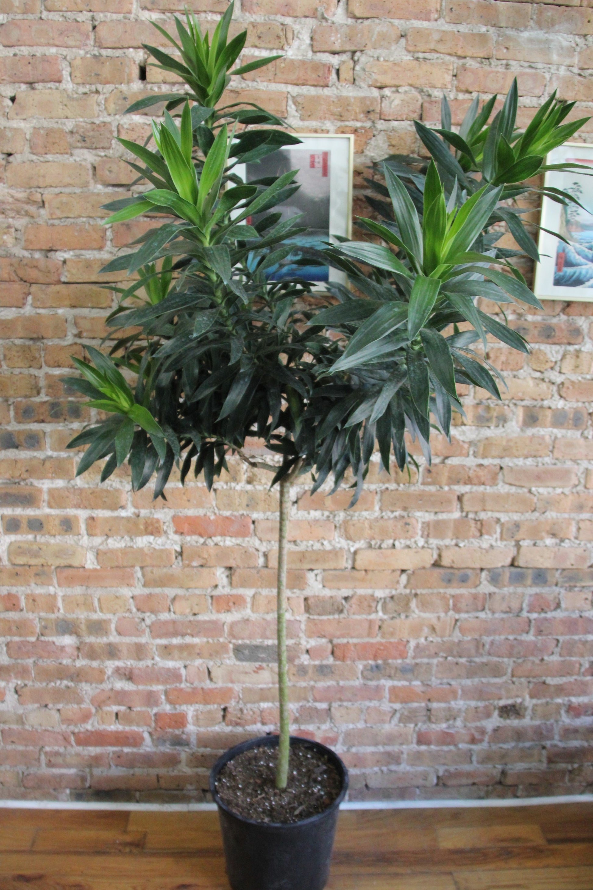 red dracaena reflexa Dracaena Reflexa – Chicago Plants