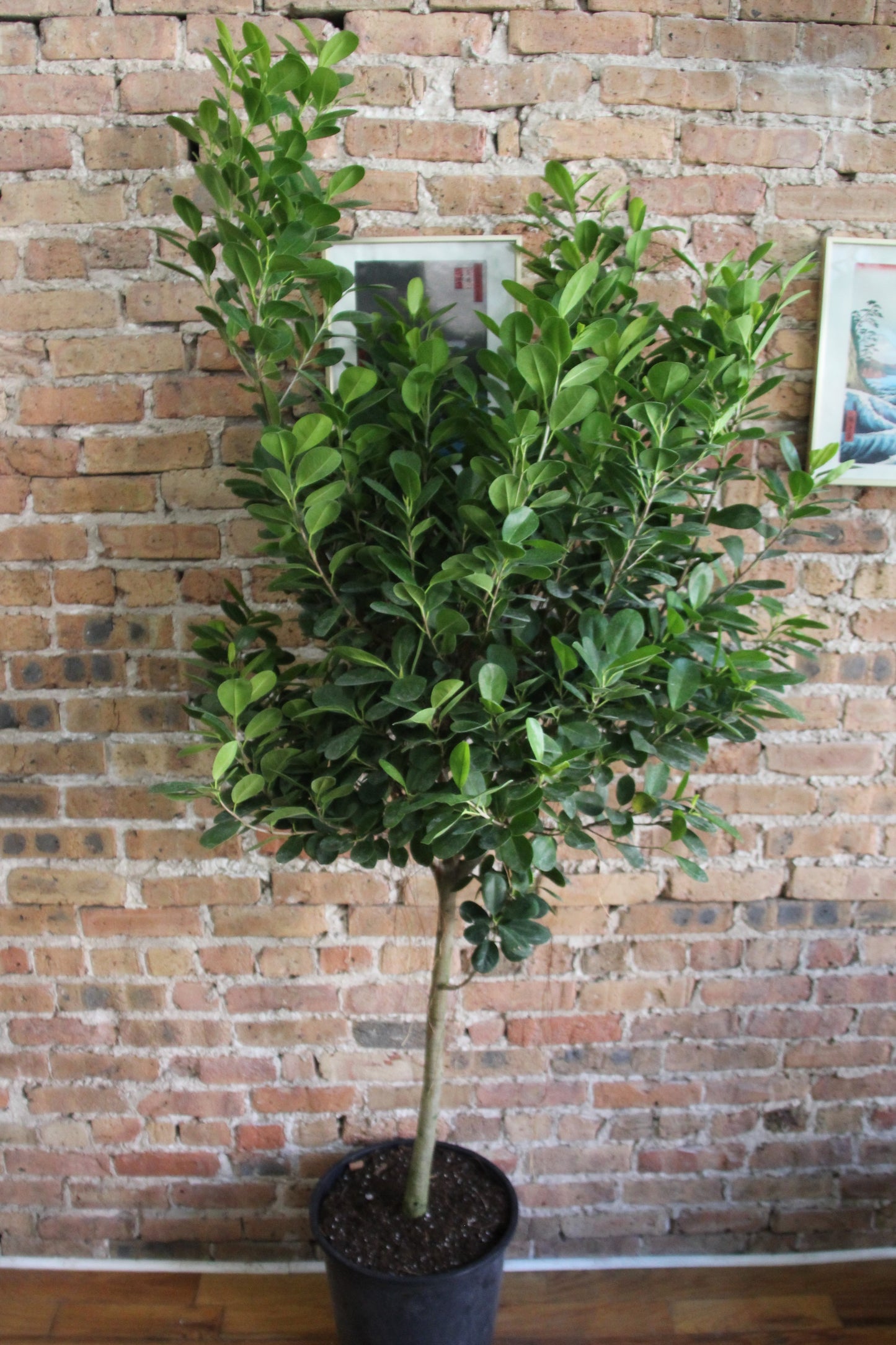 Ficus Moclame 'Danielle'