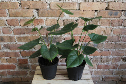 Anthurium Laceleaf