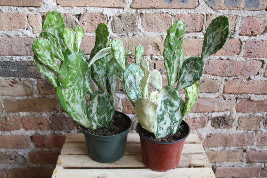 Opuntia Monacantha 'Drooping Prickly Pear' Variegata