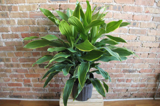 Dracaena Art Carmen Cane