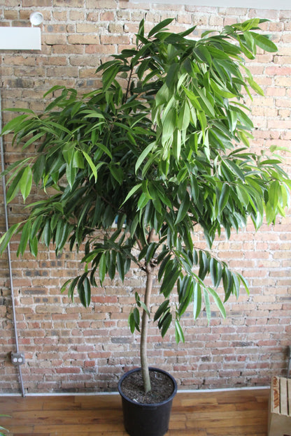 Ficus Maclellandii 'Alii'