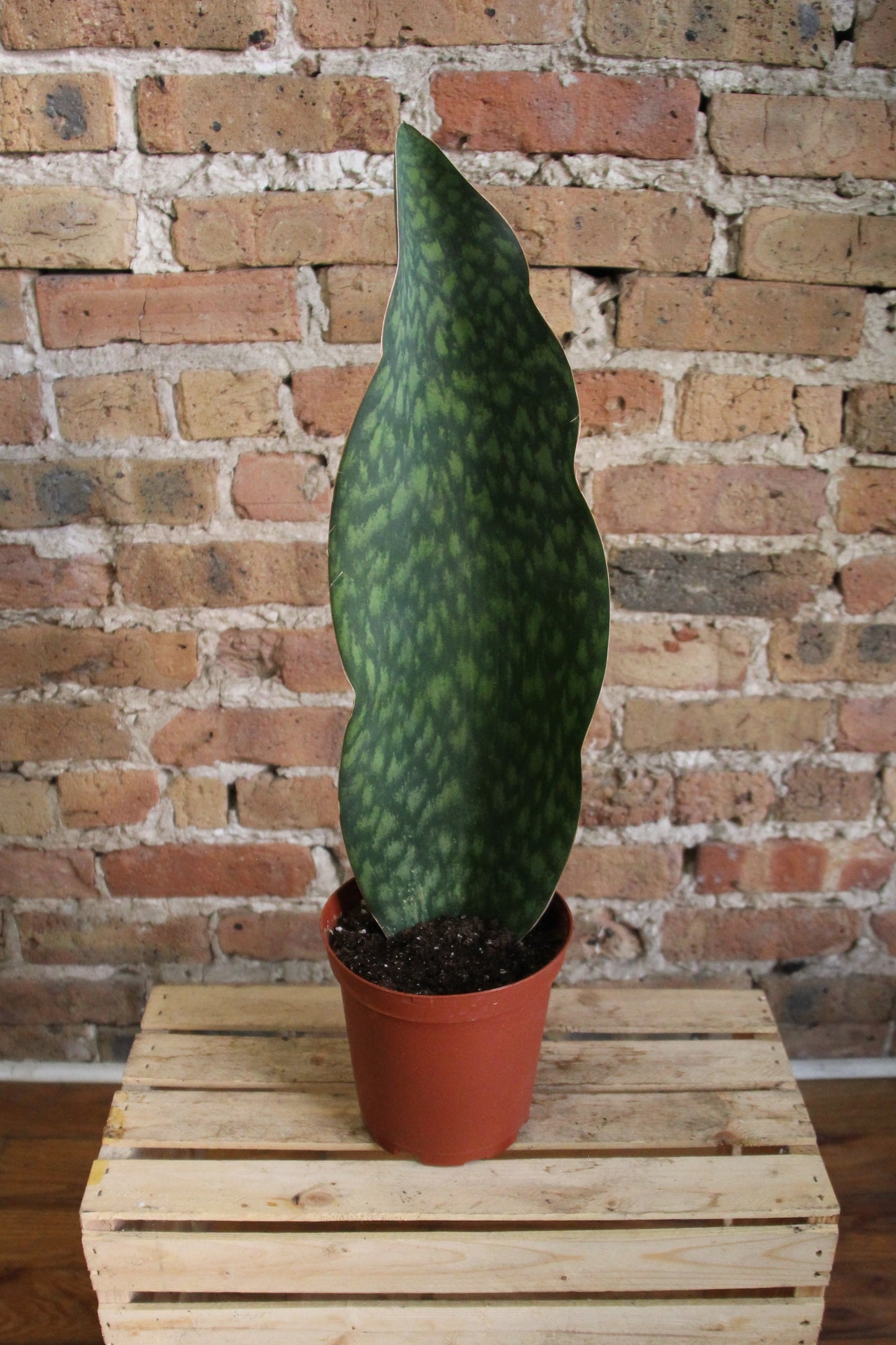 Sansevieria Masoniana 'Whale Fin'