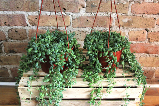 String of Beans