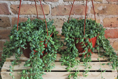 String of Beans