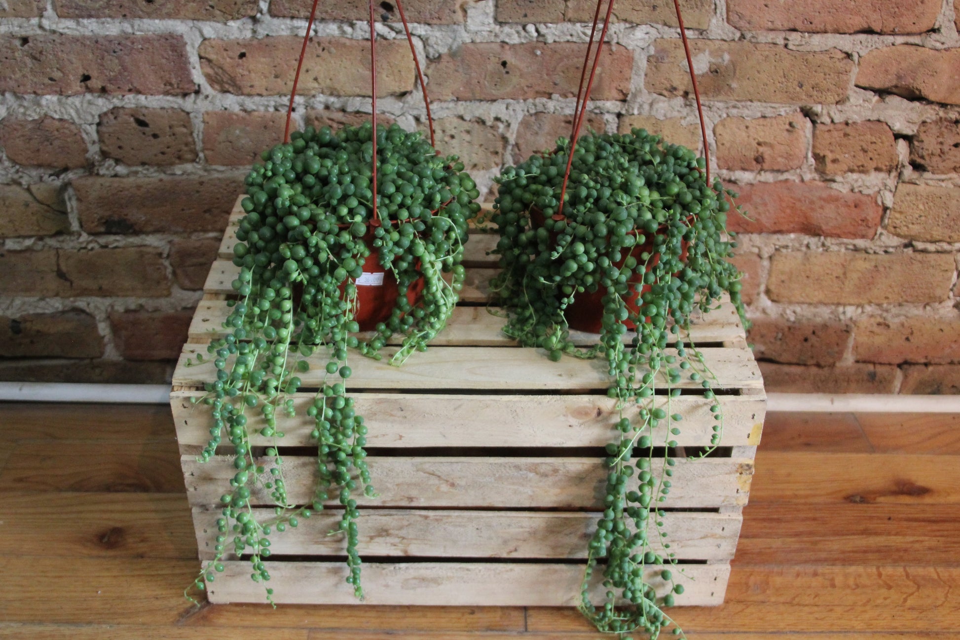 pearls hanging succulent plant Senecio Rowleyanus 'String of Pearls' – Chicago Plants