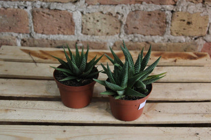 Haworthia (Assorted)