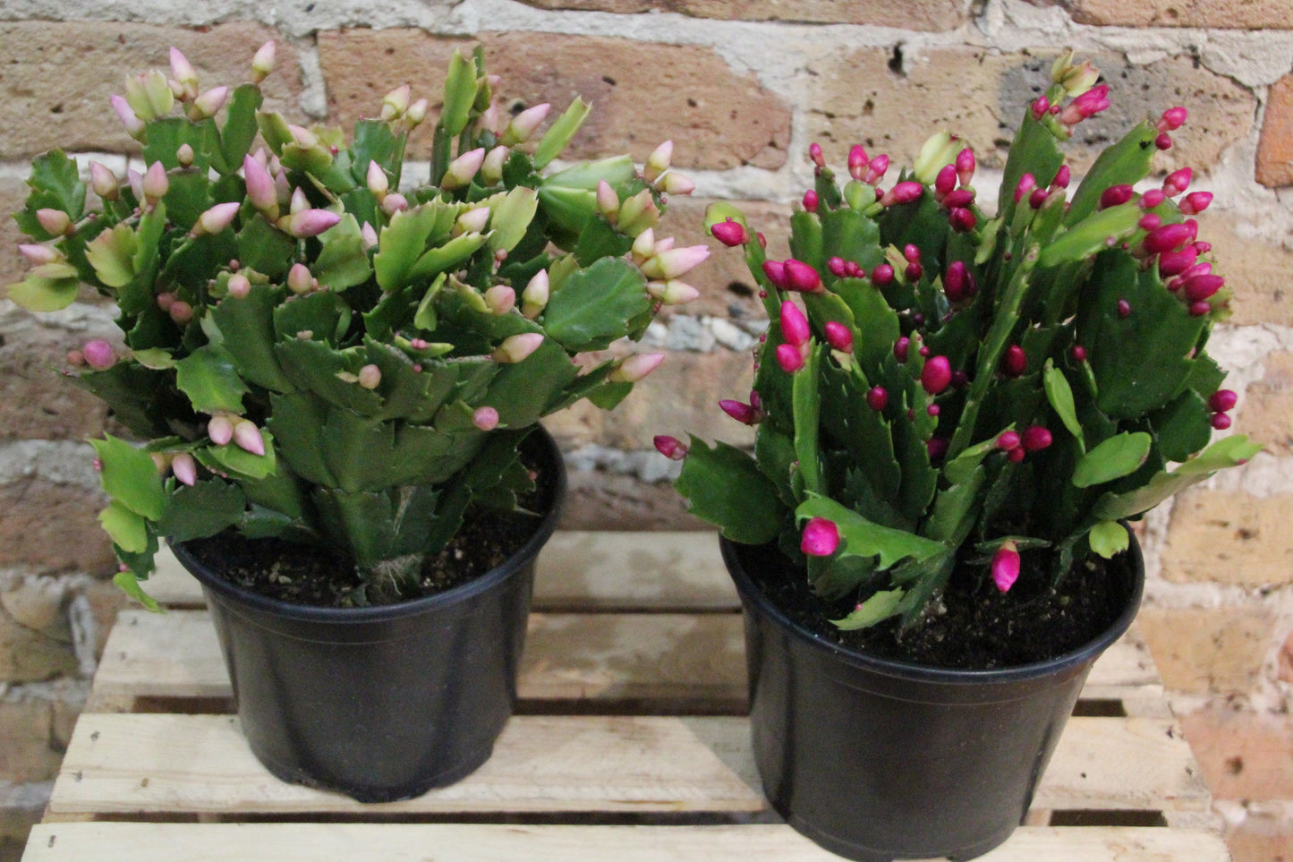 Zygo 'Christmas' Cactus