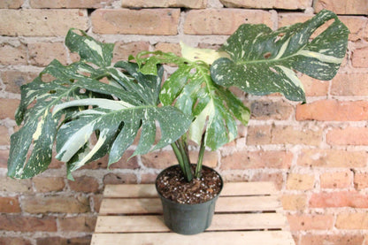monstera thai constellation xl Monstera Deliciosa 'Thai Constellation' – Chicago Plants