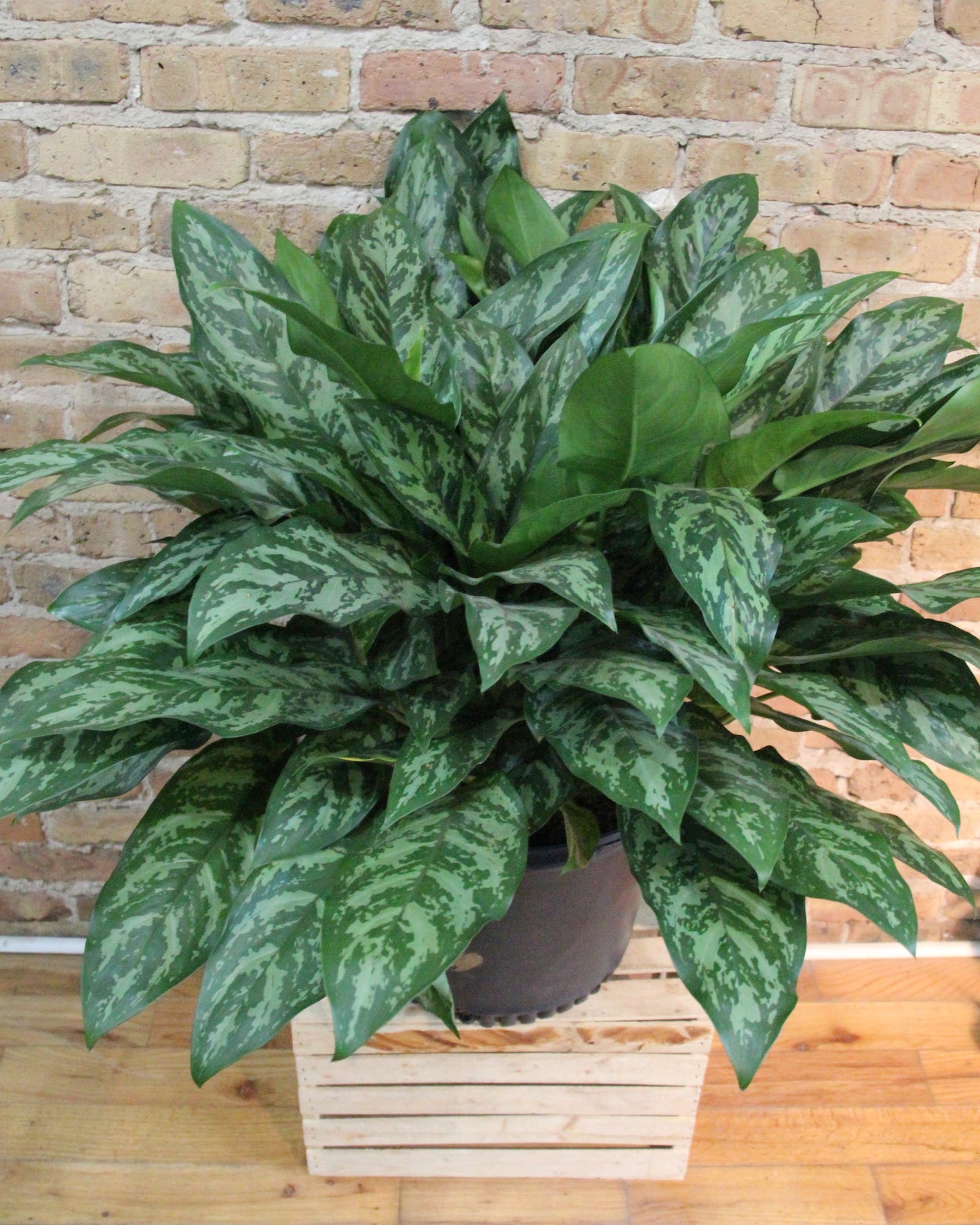 Aglaonema Maria