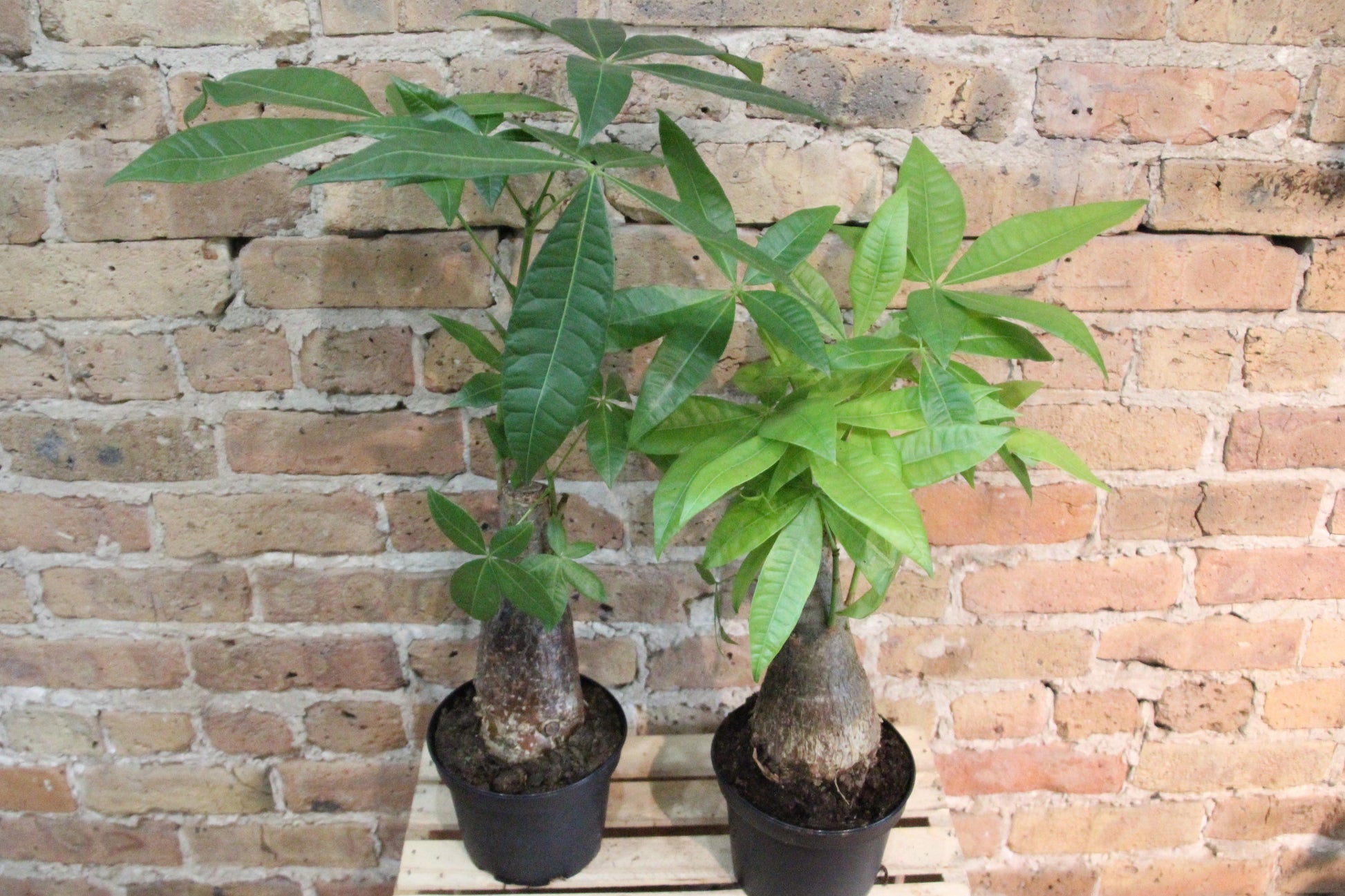 money tree open today Money Tree – Chicago Plants