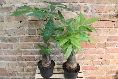 8 leaves money tree Money Tree – Chicago Plants