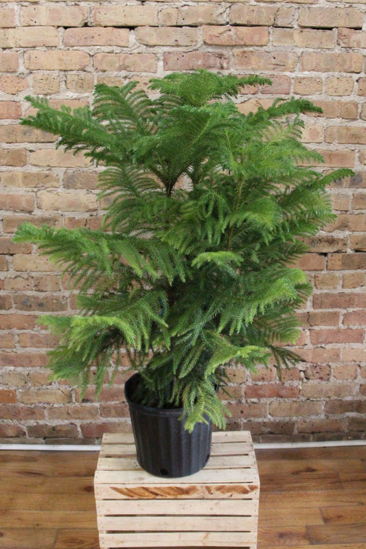 Norfolk Pine