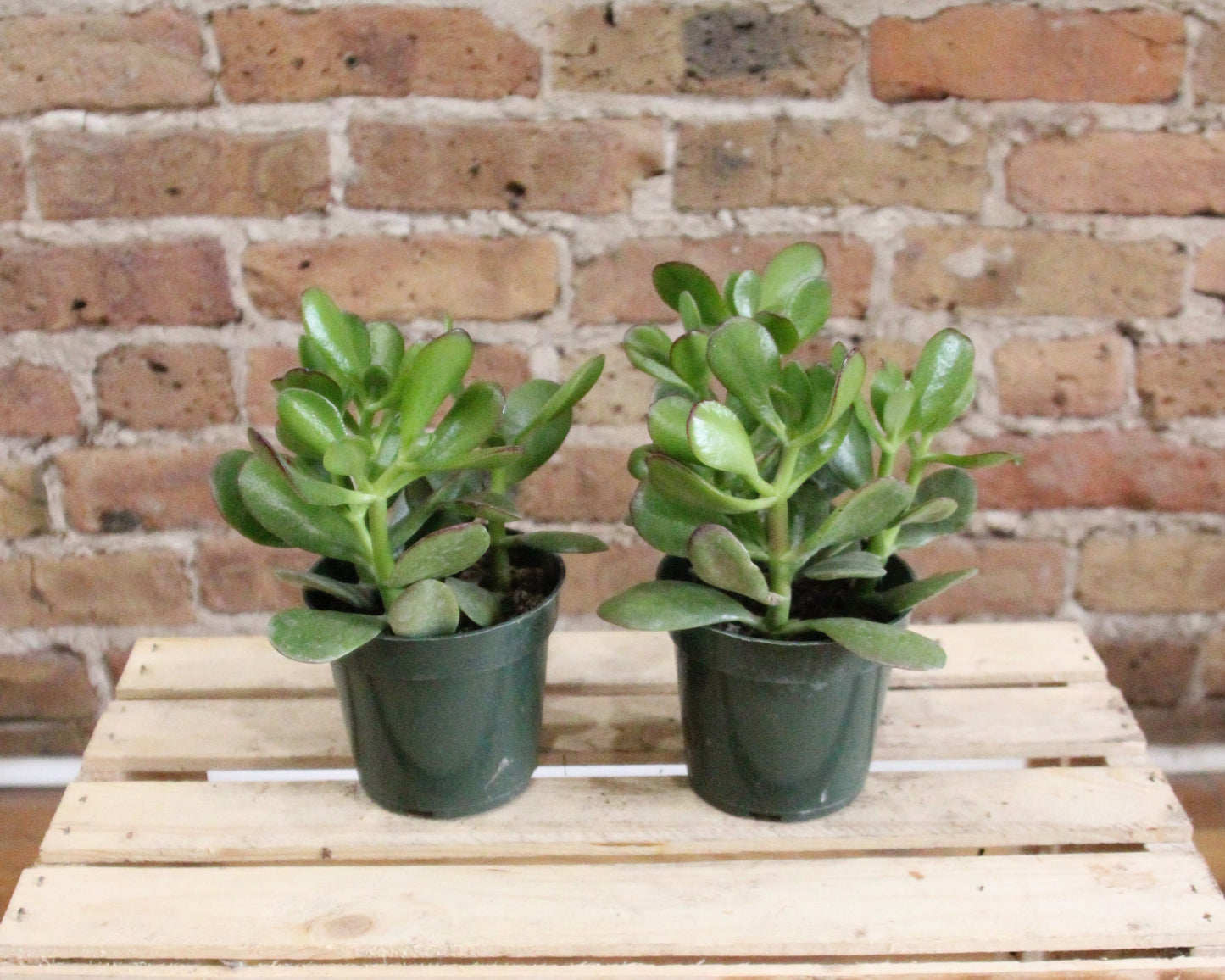 crawling jade plant Crassula Ovata 'Jade Plant'