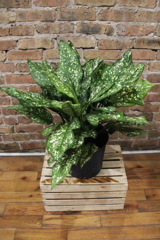 Aglaonema Emerald Star