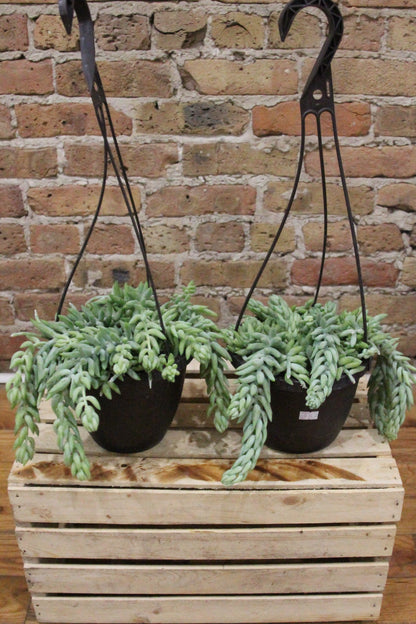 Burro's Tail