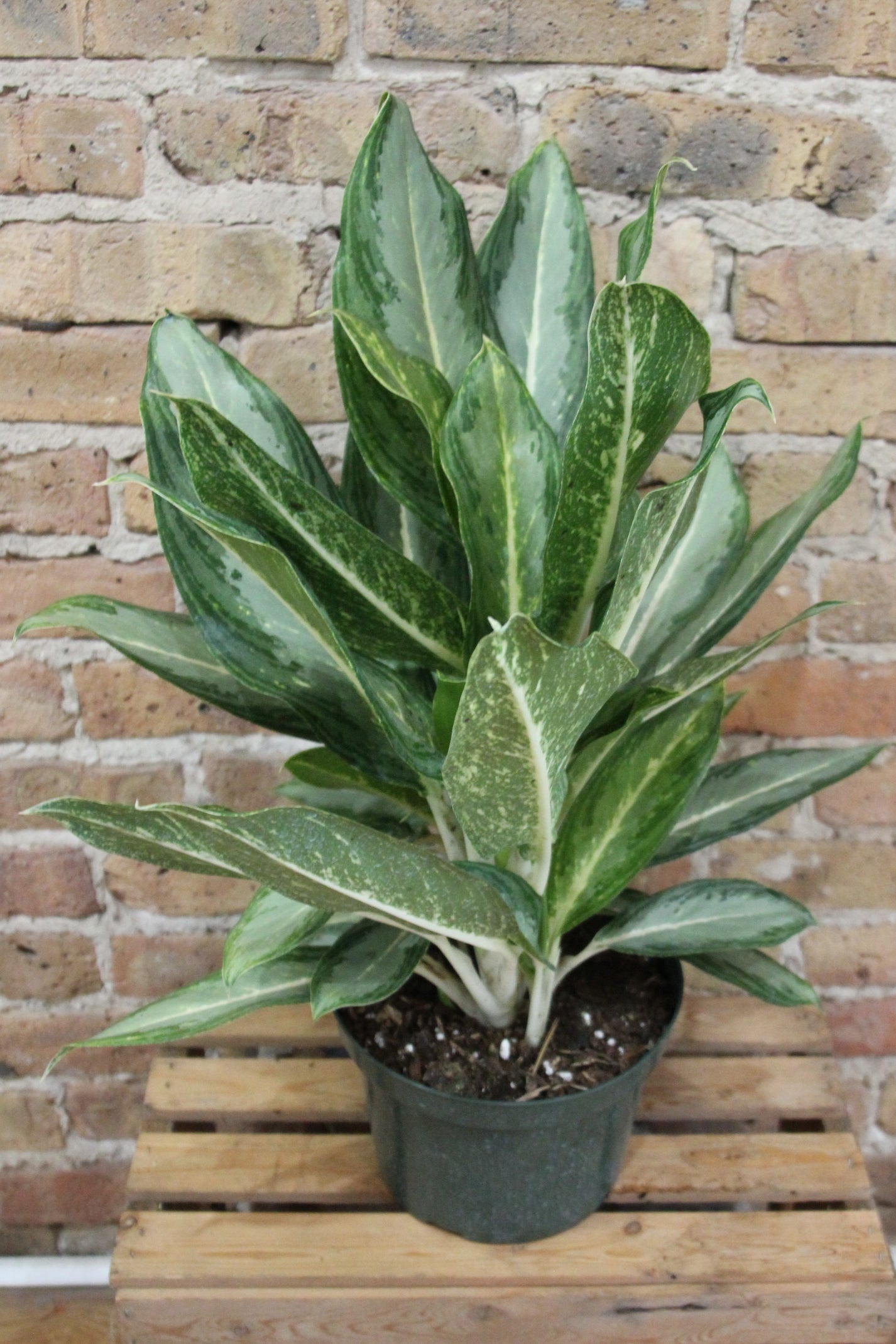 Aglaonema Golden Bay Chicago Plants