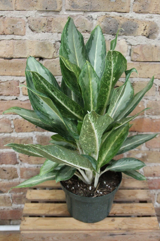 Aglaonema Golden Bay