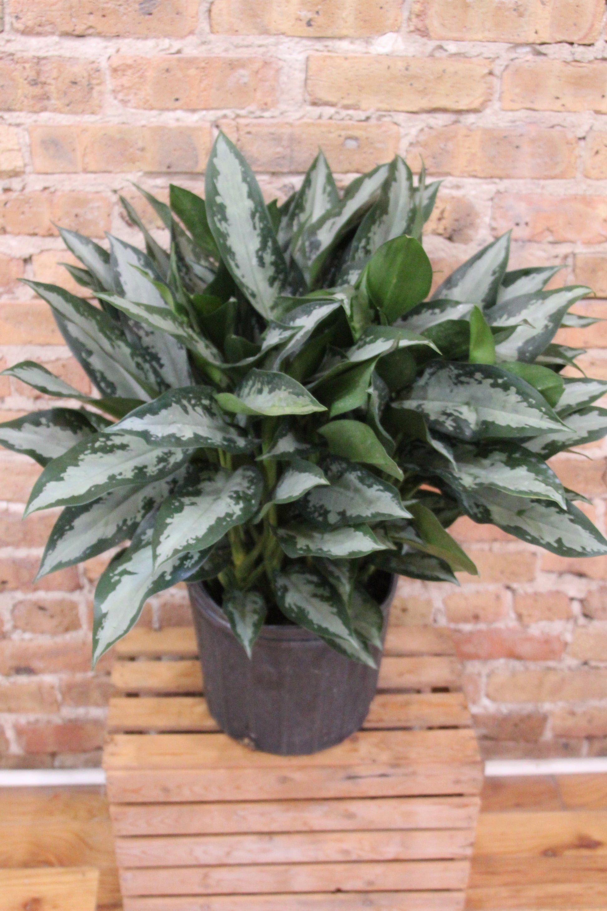 aglaonema jubilee compacta Aglaonema Jubilee Petite