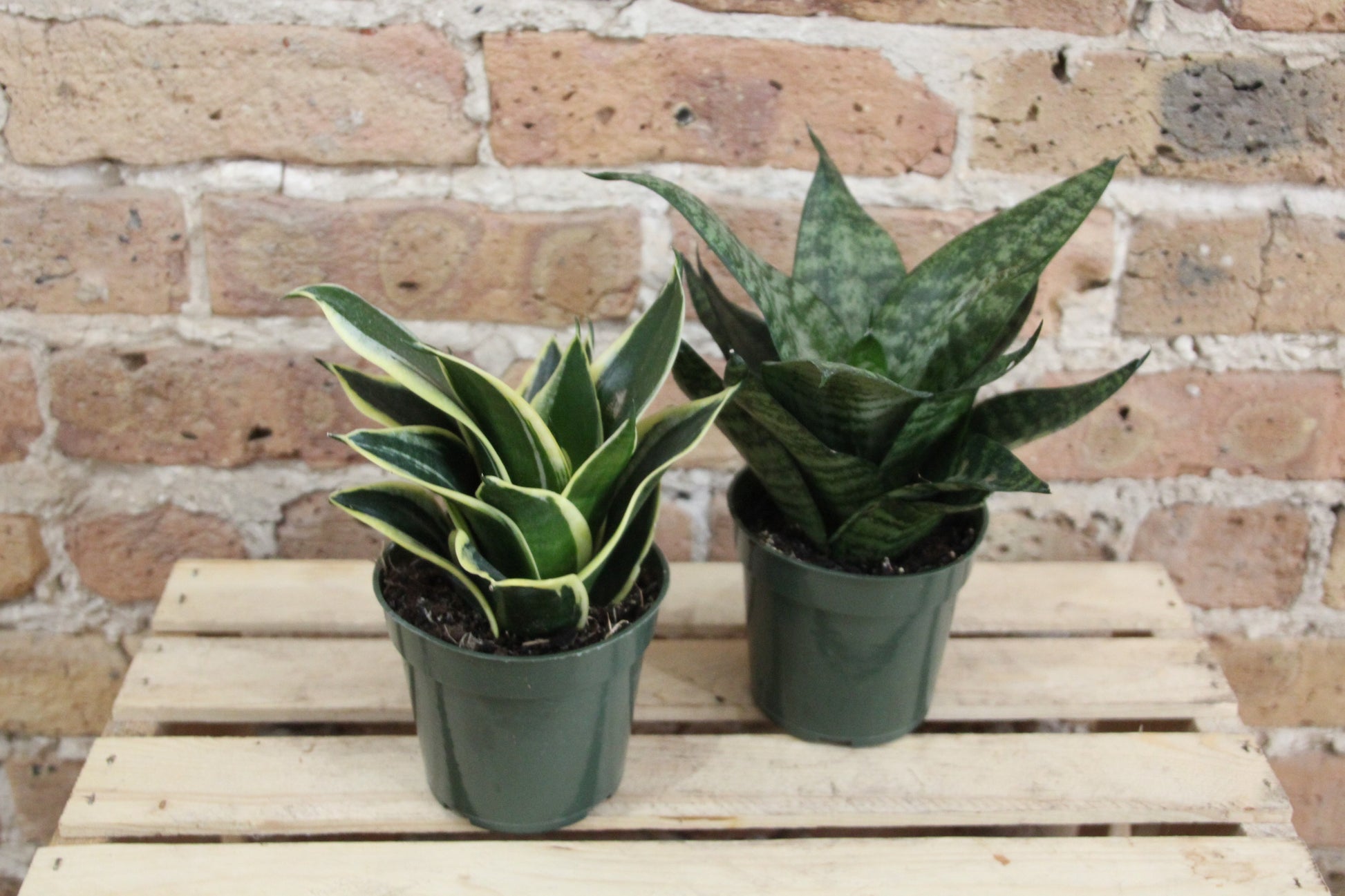 birds nest sansevieria varieties Sansevieria Hahni 'Bird's Nest' – Chicago Plants