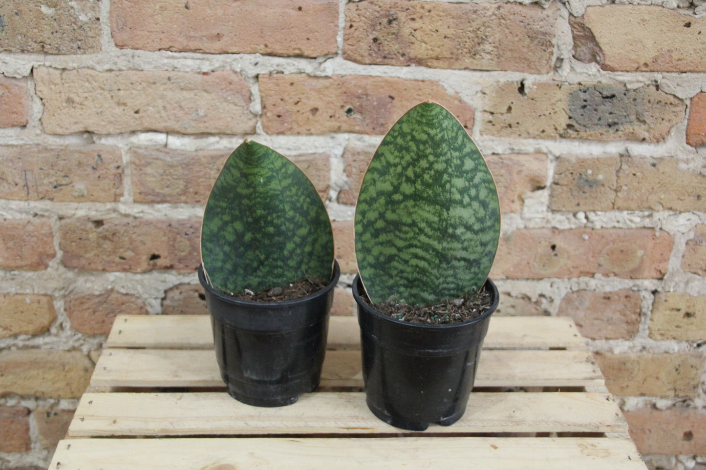 Sansevieria Masoniana 'Whale Fin'