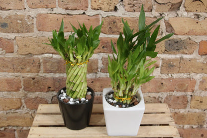 indoor bamboo plant home depot Lucky Bamboo