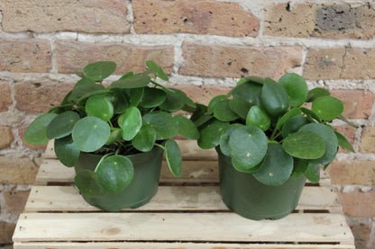 money plant in spanish Pilea Peperomioides 'Money Plant'