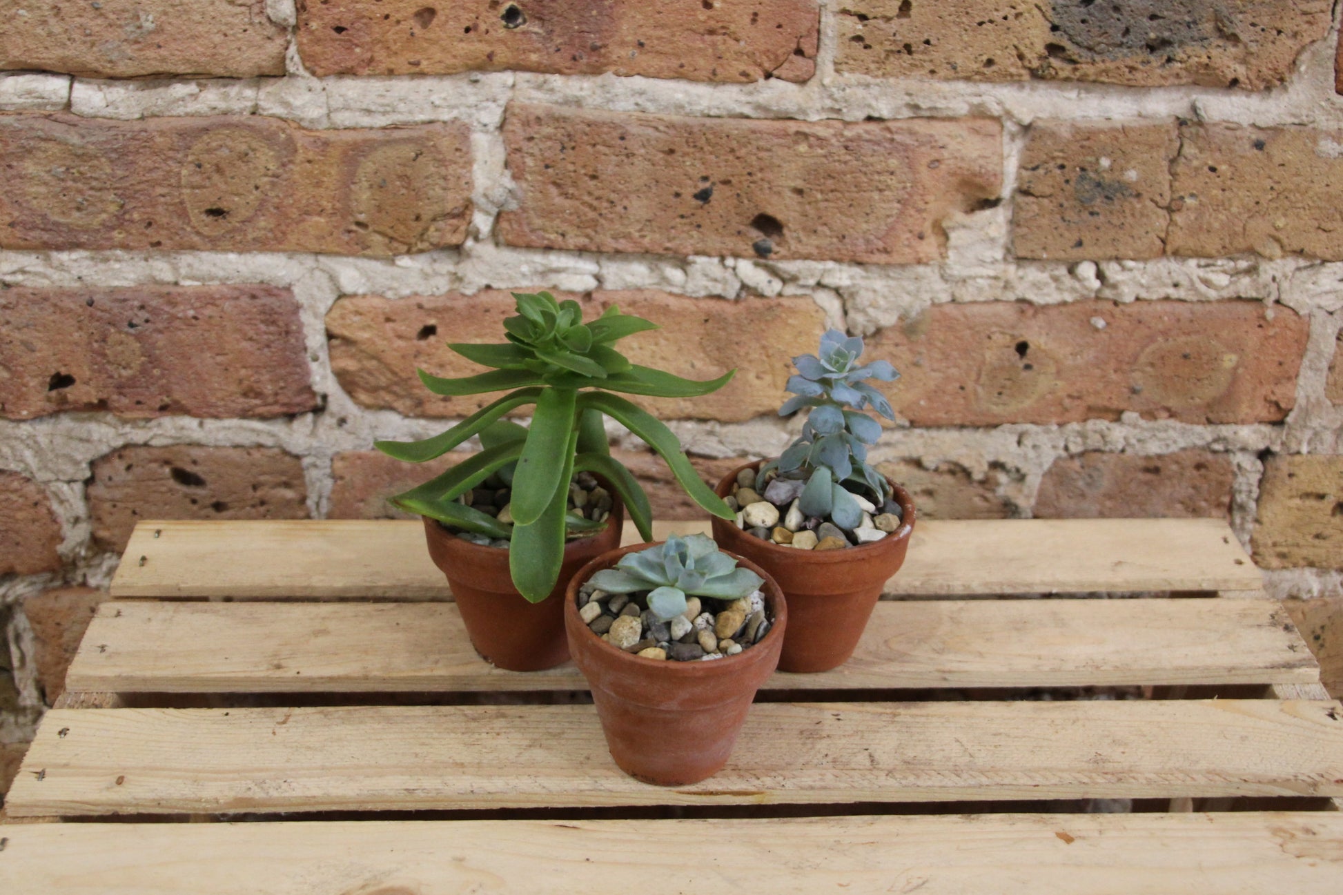 buy succulents chicago Succulents