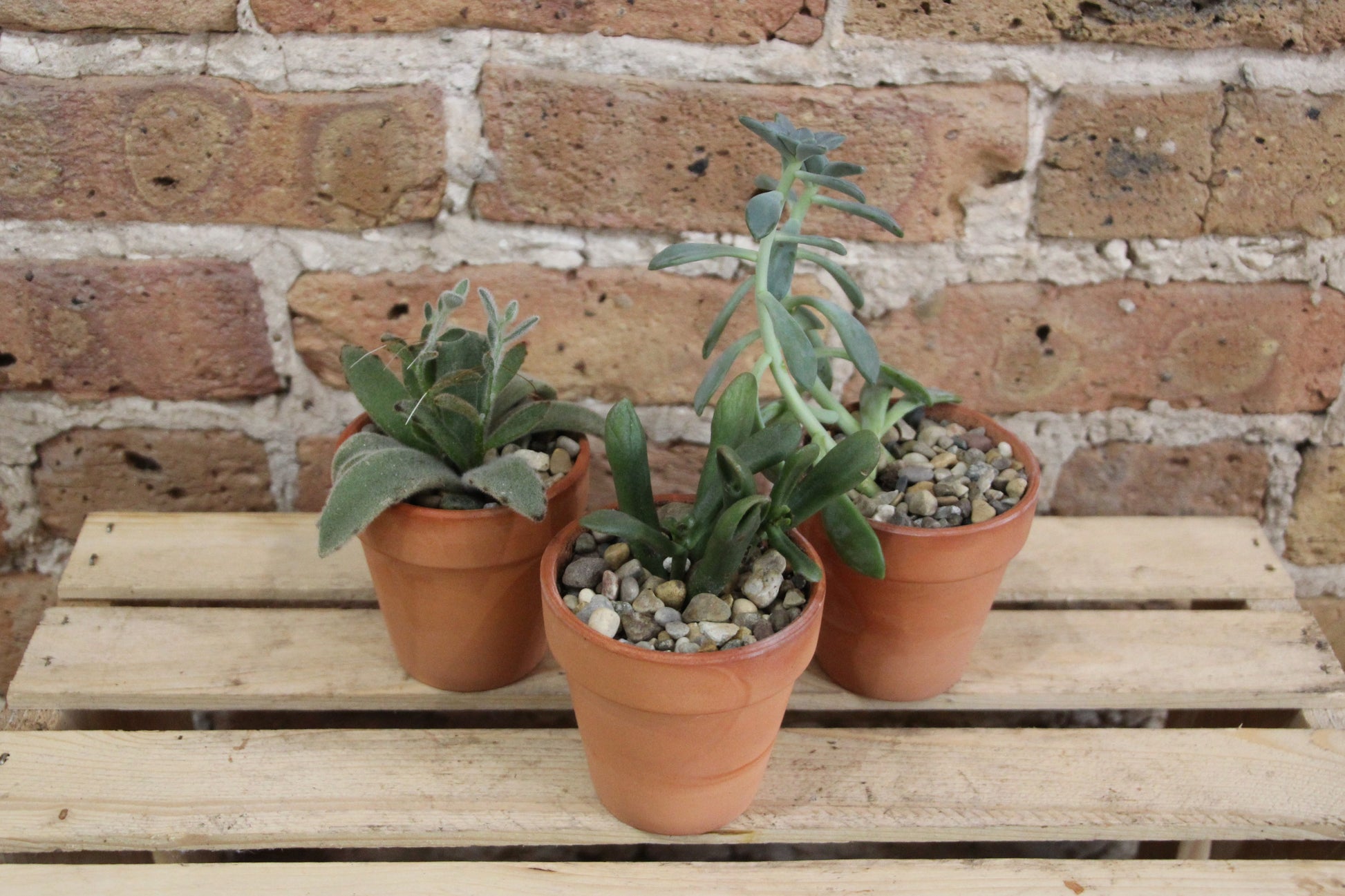 succulent plants chicago Succulents