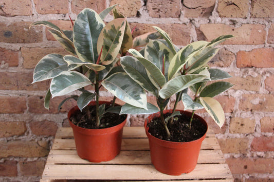 Ficus Tineke