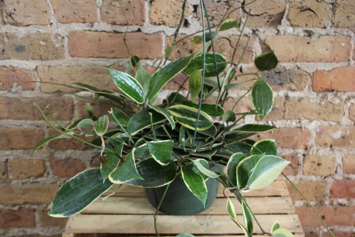 Hoya Macrophylla
