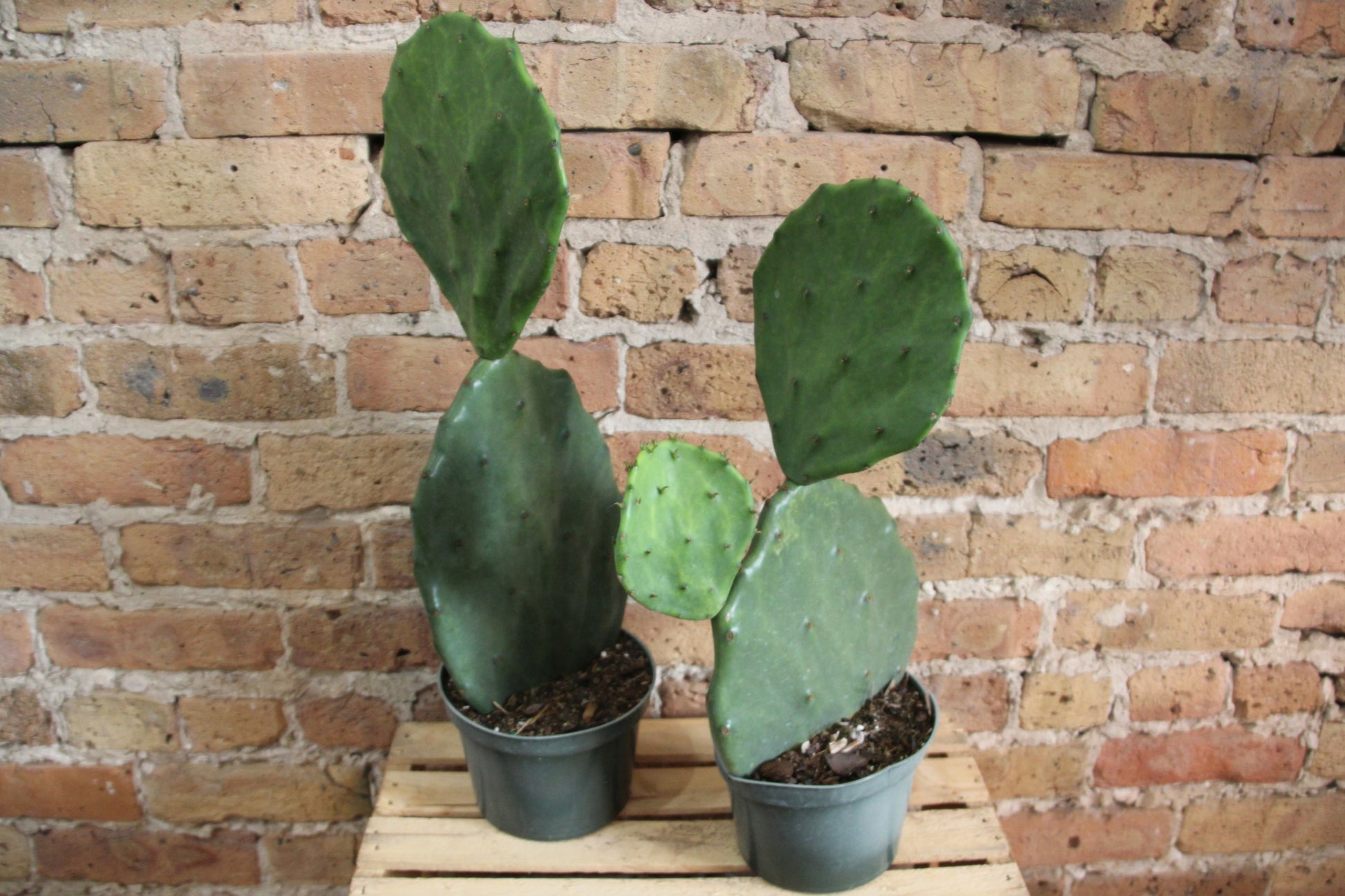 prickly pear cactus mexico Opuntia Gomei 'Old Mexico' Cactus