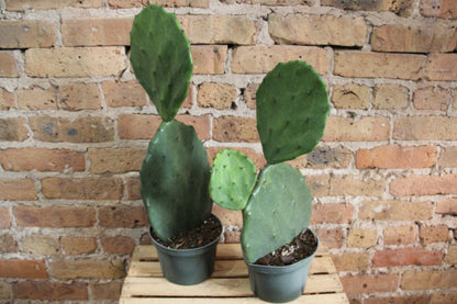 Opuntia Gomei 'Old Mexico' Cactus