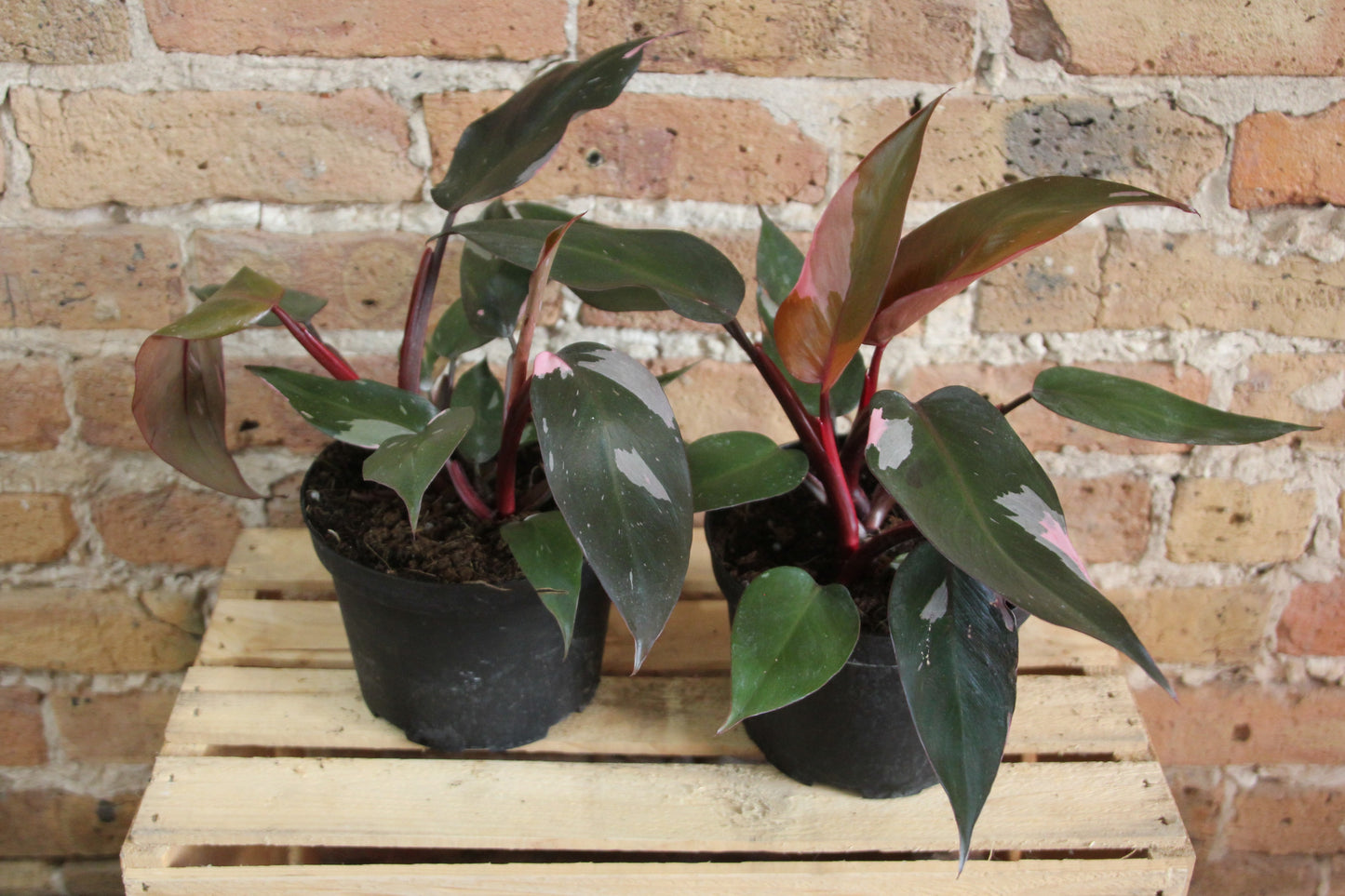 Philodendron Pink Princess