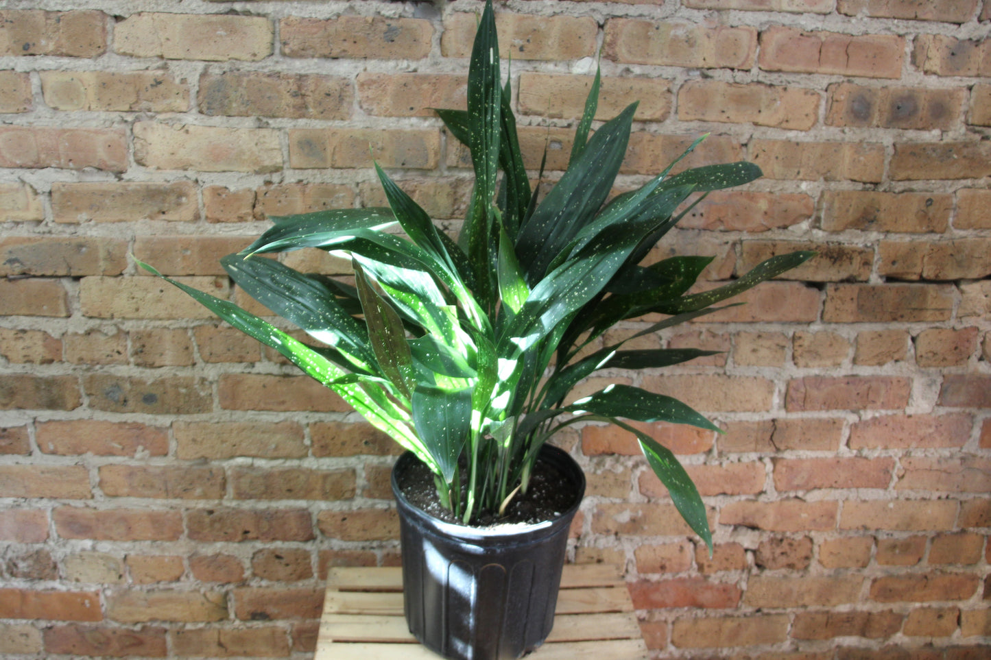 Aspidistra 'Cast Iron Plant'