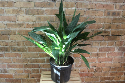 Aspidistra 'Cast Iron Plant'