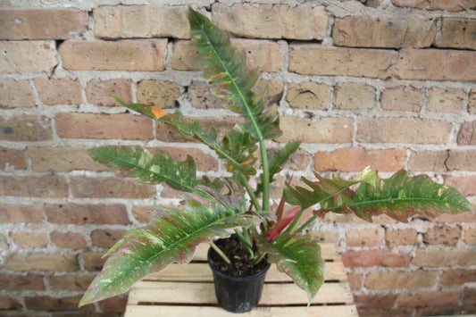Philodendron 'Ring of Fire'