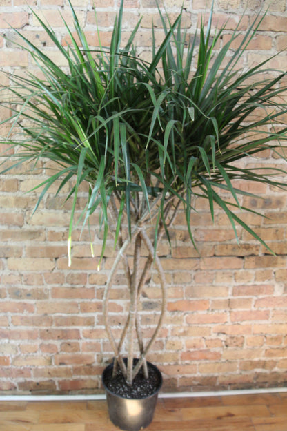 vigoro dracaena marg brai Dracaena Marginata