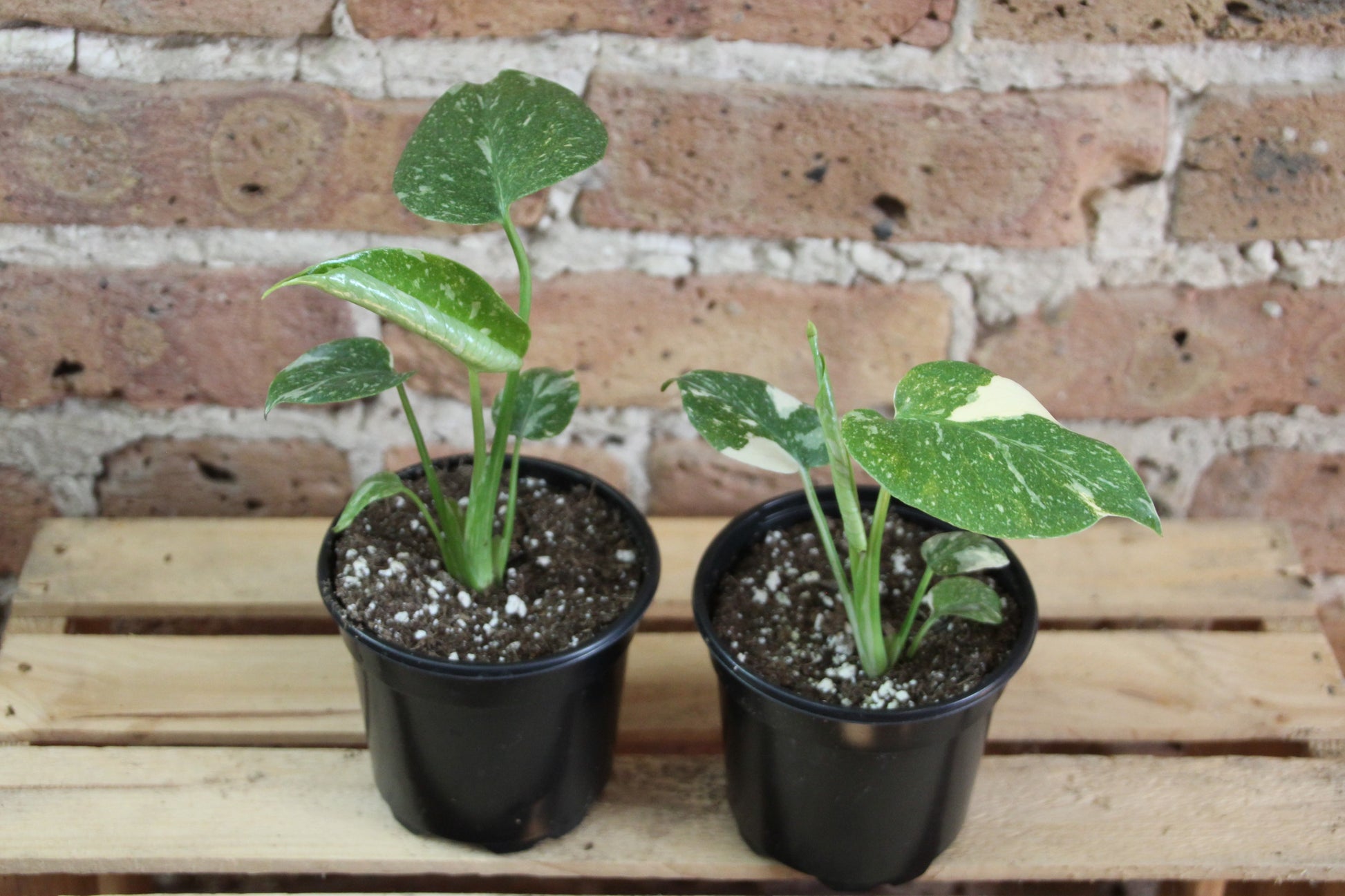 monstera plant bunnings Monstera Deliciosa 'Thai Constellation' – Chicago Plants
