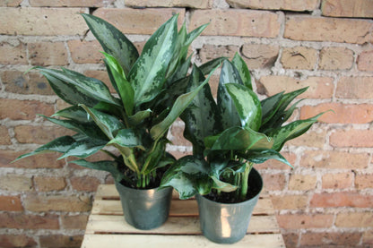 Aglaonema Jubilee Petite