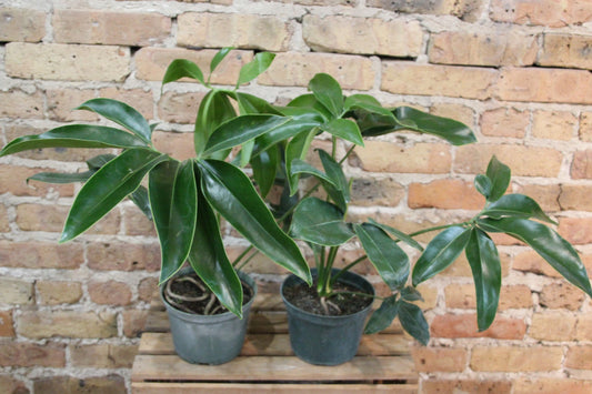 Philodendron Goldii