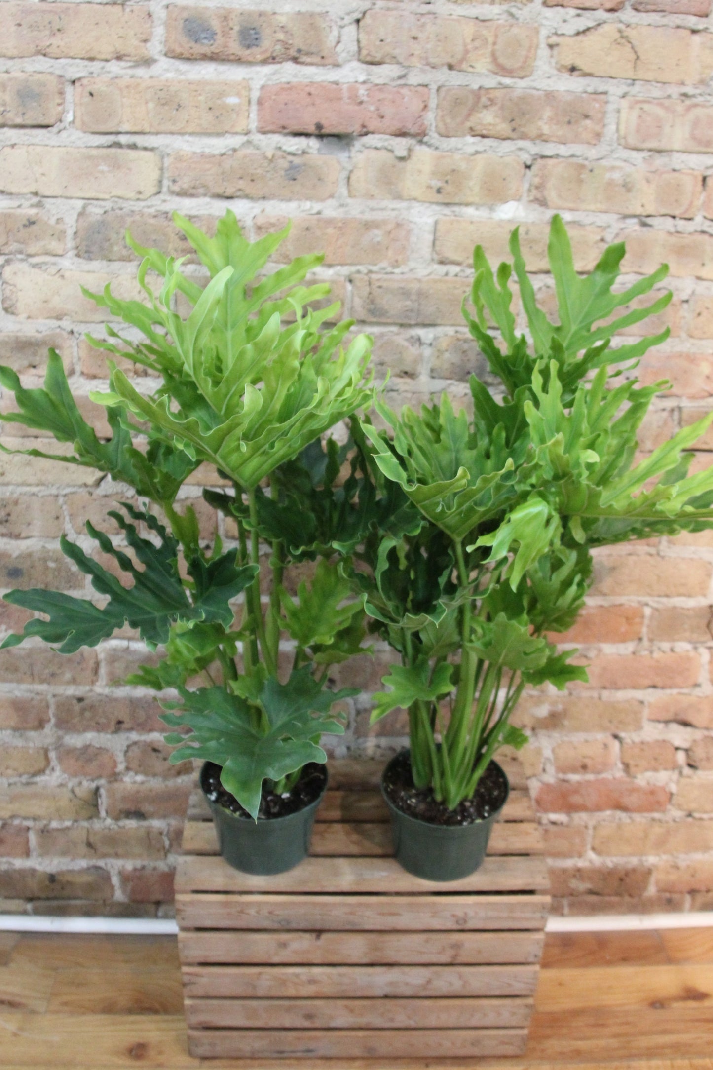 Philodendron Hope Selloum