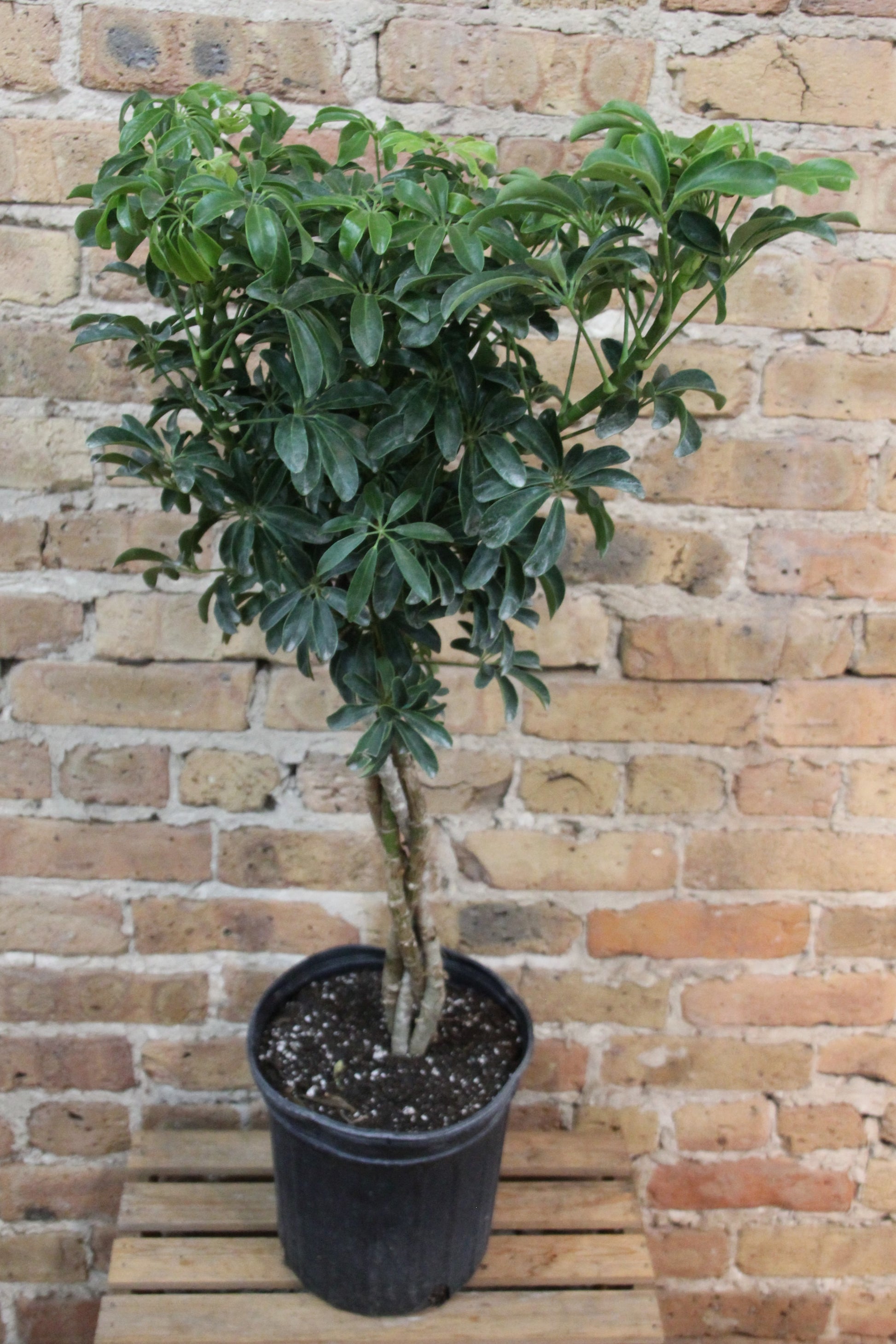 schefflera arboricola beneficii Schefflera Arboricola – Chicago Plants